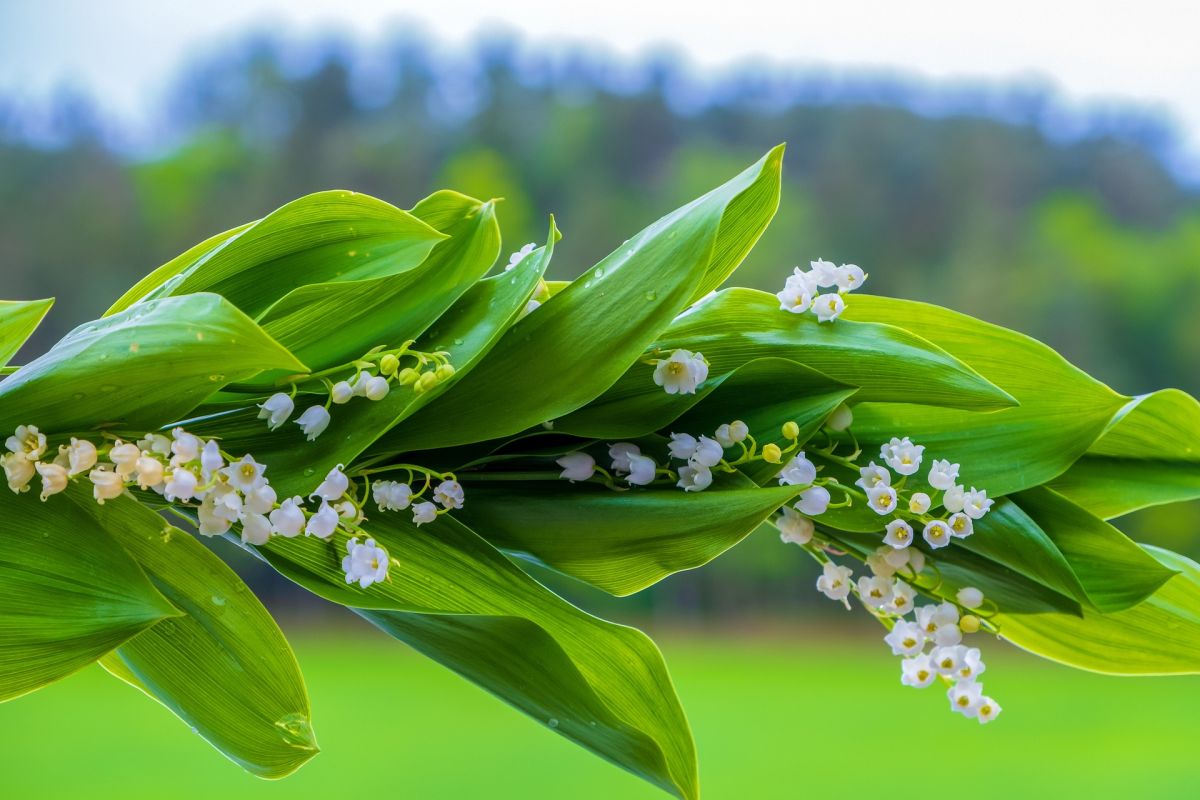 lily of the valley gd8a5f7467 1920