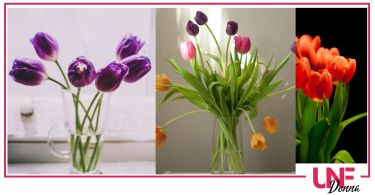 come prendersi cura dei tulipani