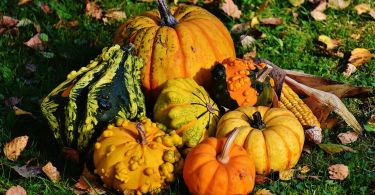 varietà di zucca